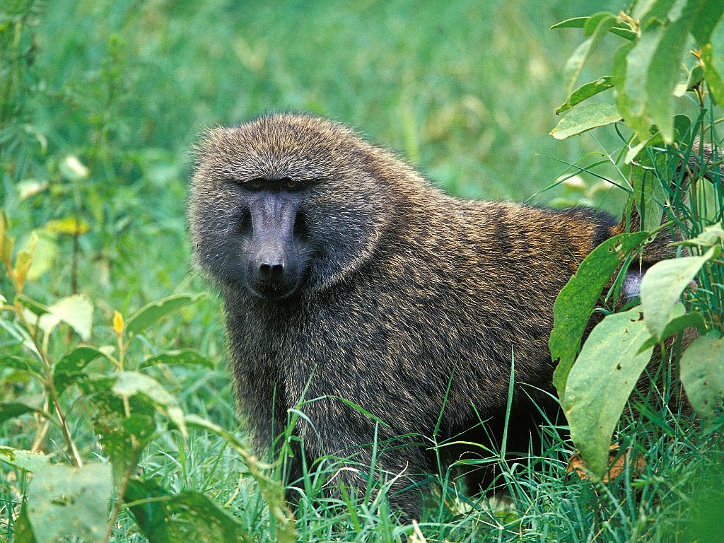 Male Olive Baboon, Lake Nakuru National Park, Kenya